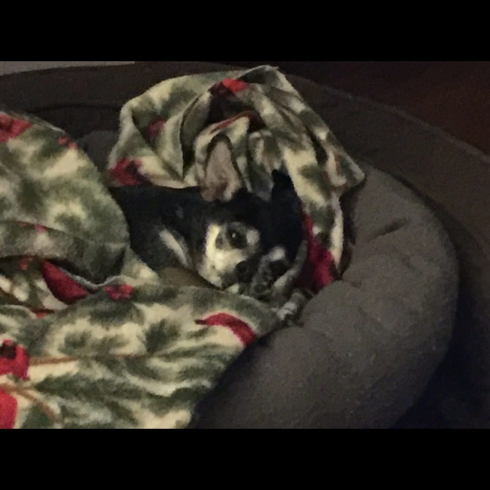 Meet your Posher,Meisha